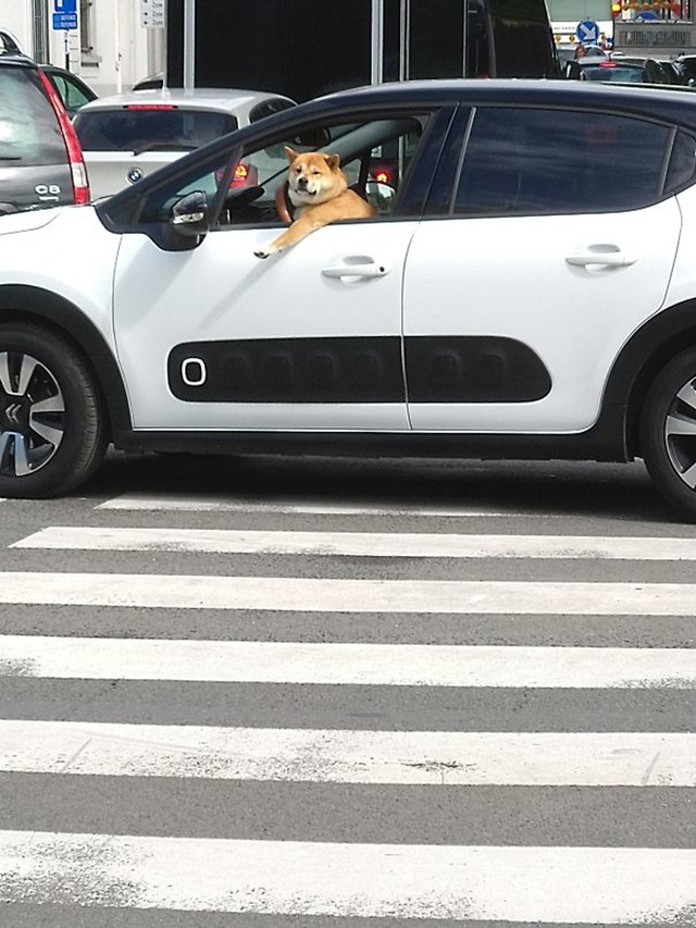 23. Nesvakidašnji vozač