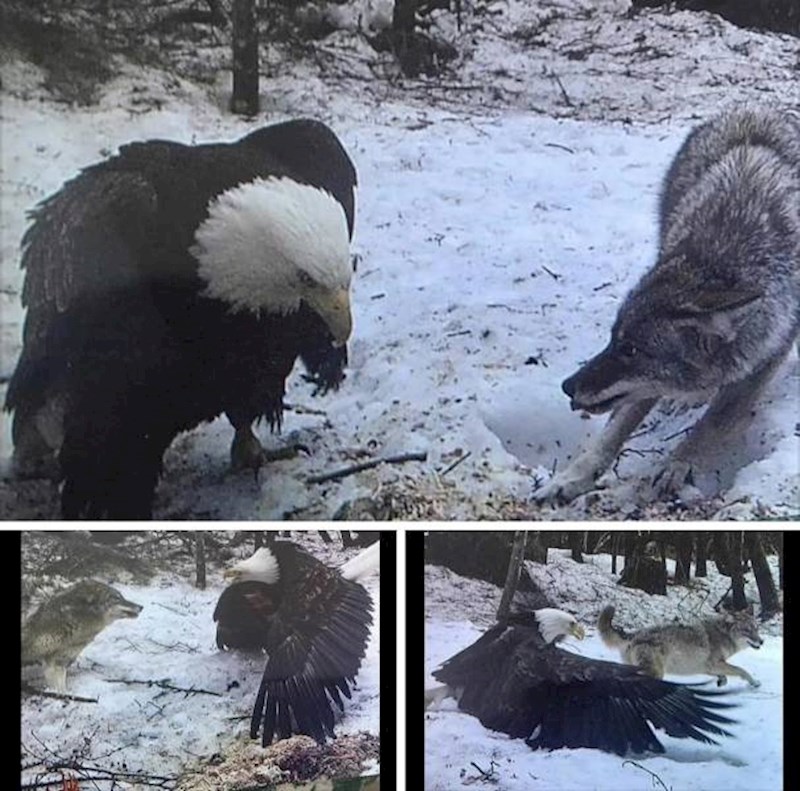 13. Usporedba veličine orla i kojota