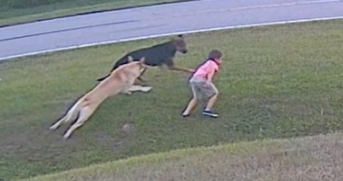 Dječaka je napao podivljali pas, snimka je oduševila milijune zbog hrabre reakcije njegovog ljubimca