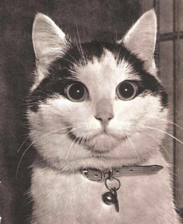 1. "Mačka Buffins, fotkana nakon što je osvojila nagradu za "Najatraktivniji izraz lica" na natjecanju Nacionalnog mačjeg kluba, u Washingtonu, 1958."
