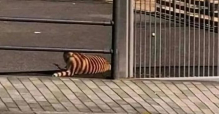 Mislio je da vidi tigra na ulici i protrnuo od straha pa prasnuo u smijeh kad je vidio što se zbiva