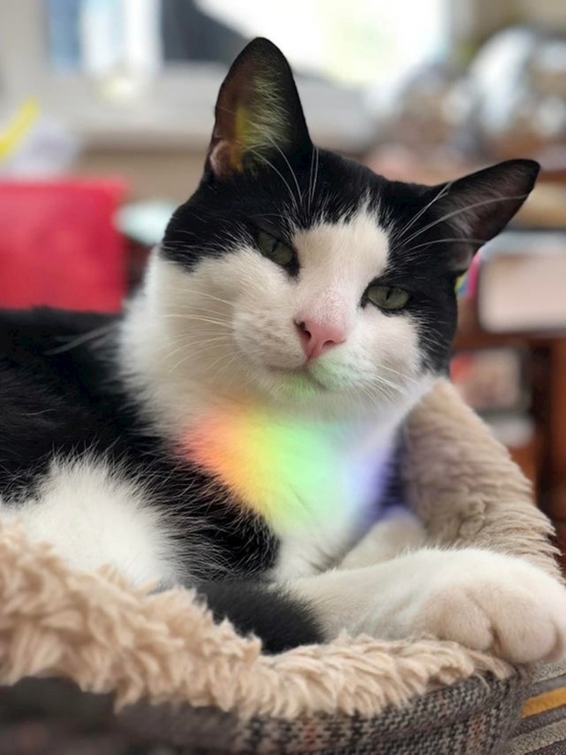 Ova maca je bila na pravom mjestu u pravom trenutku. Svjetlost se odbijala i nacrtala dugu na njoj.