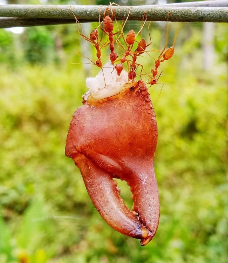 9. Ekipica mrava nosi dio rakovih klješta
