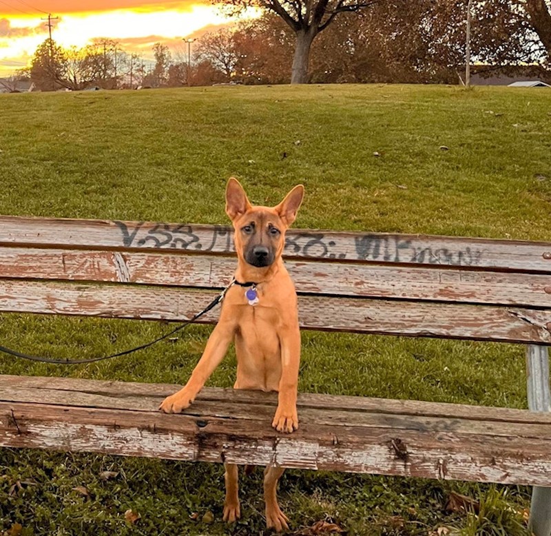 8. Psi nam definitivno uljepšavaju život