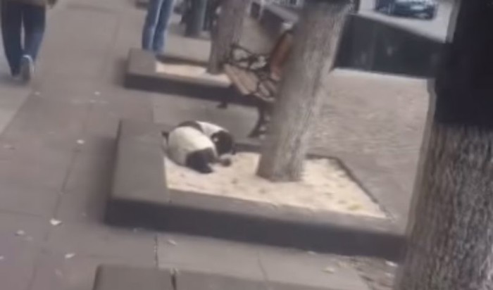 Susret vlasnika i izgubljenog psa nakon 3 godine dirnut će vas do suza, snimka je obišla svijet