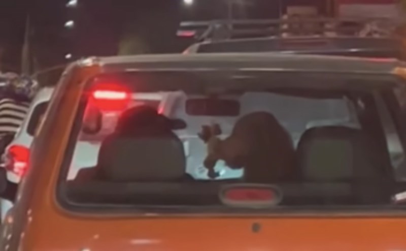 Žena zapela u gužvi pa snimila preslatku scenu između vozača i psa, snimka je raznježila internet