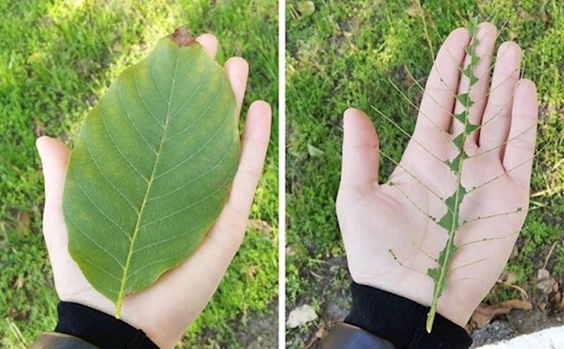 Pokušavaj pretvaranja lista u "kostur"