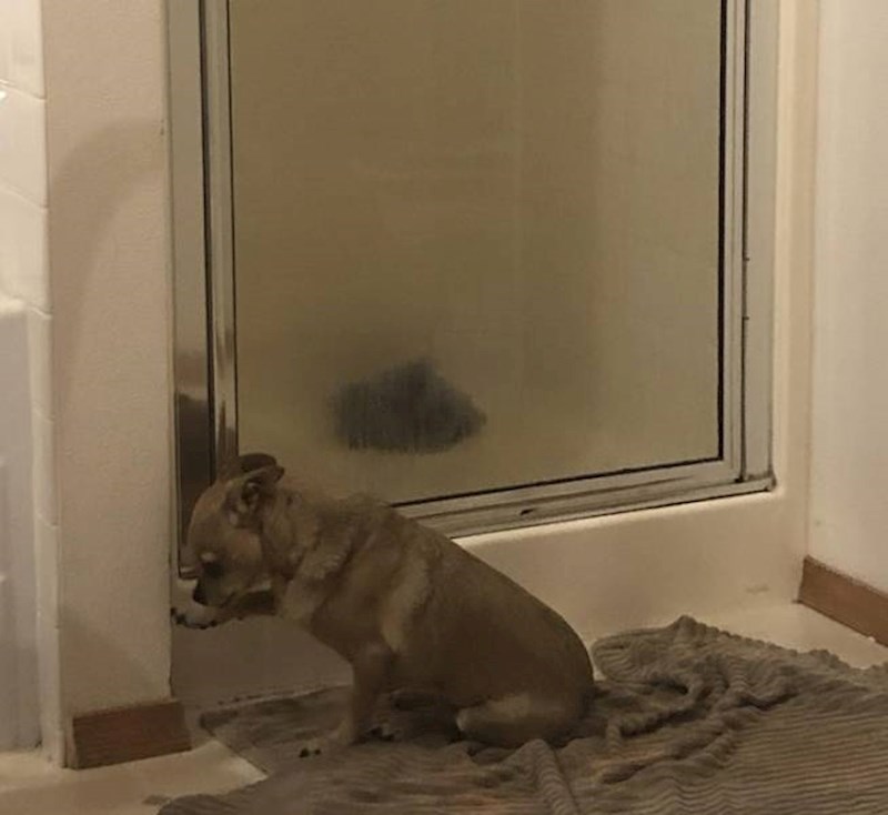 16. Kad je žedna grebe zid sve dok joj ne promijenim vodu u zdjelici jer voli samo ekstra svježu