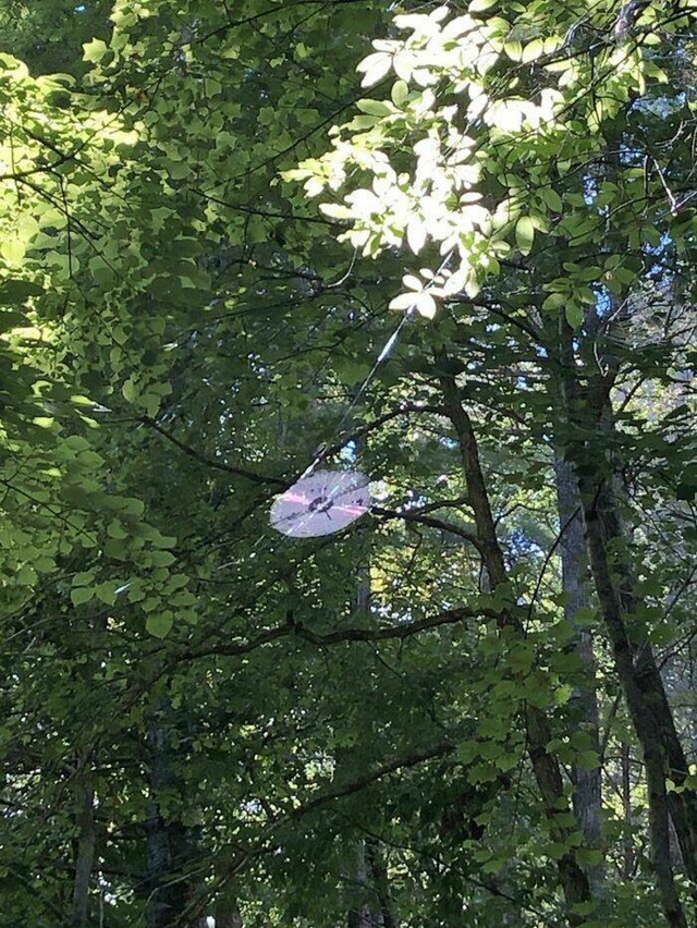 13. Pauk je ispleo mrežu u obliku CD-a
