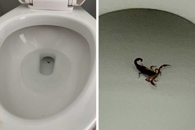 11. Pronašla sam škorpiona u wc školjci