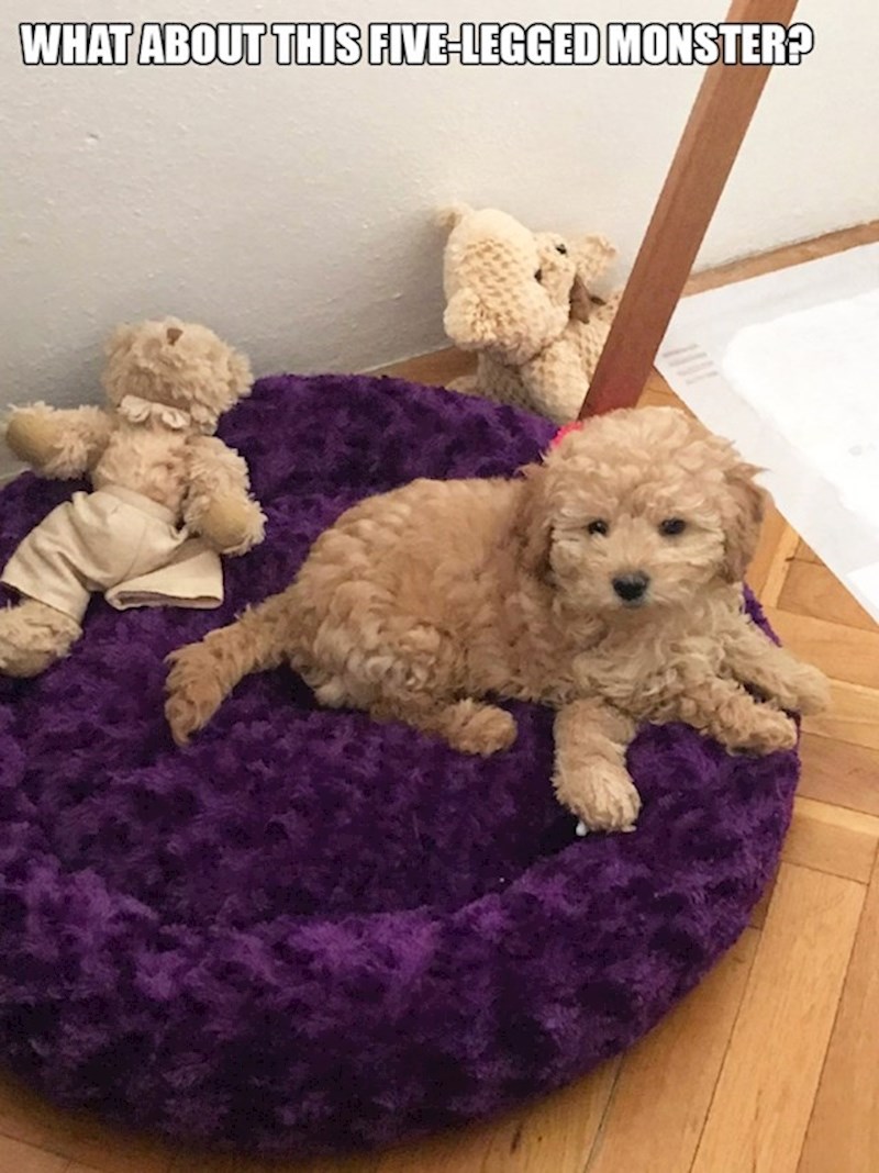 11. Čudovište s 5 šapa