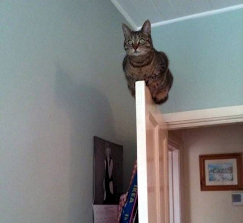 15. Jedna tipična mačka za kraj 🤣