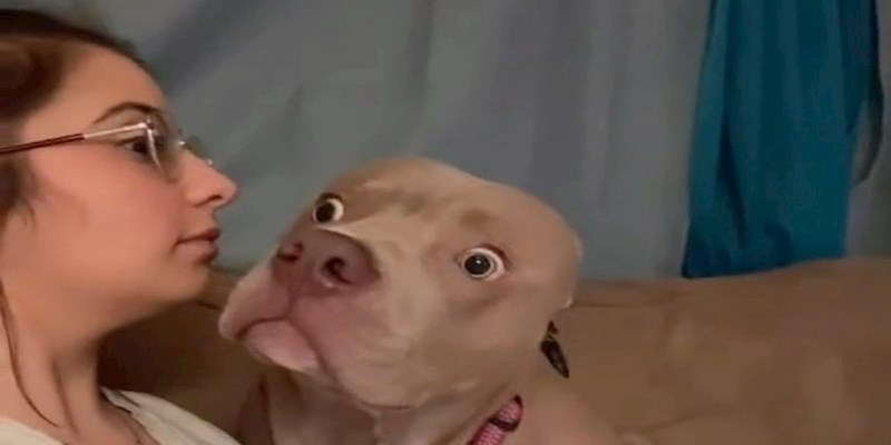 Vlasnica je zalajala na svoga psa da provjeri kako će reagirati, hit snimka će vas nasmijati do suza