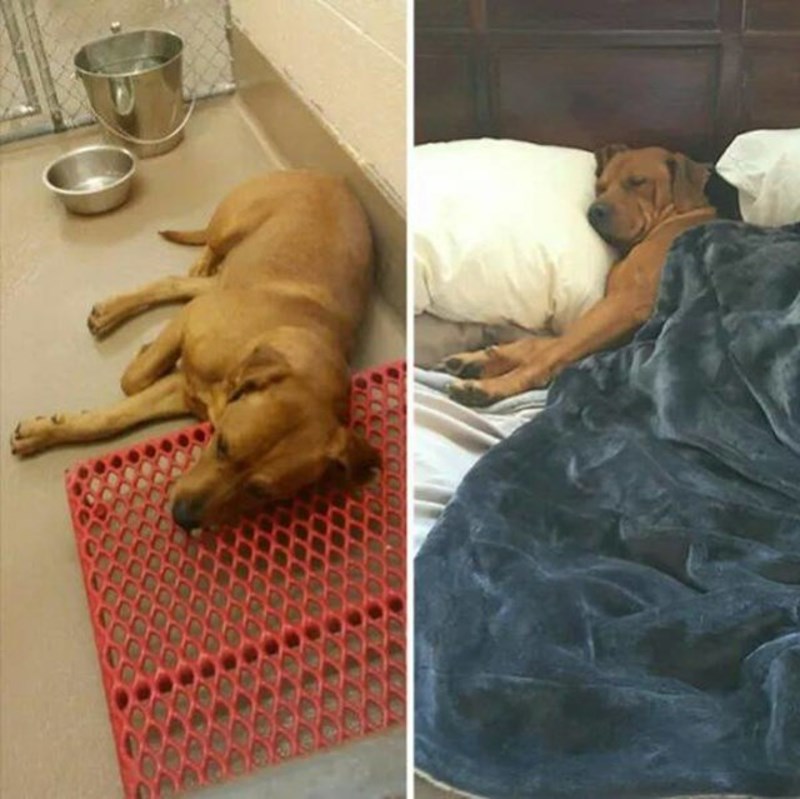 Prije i nakon udomljenja