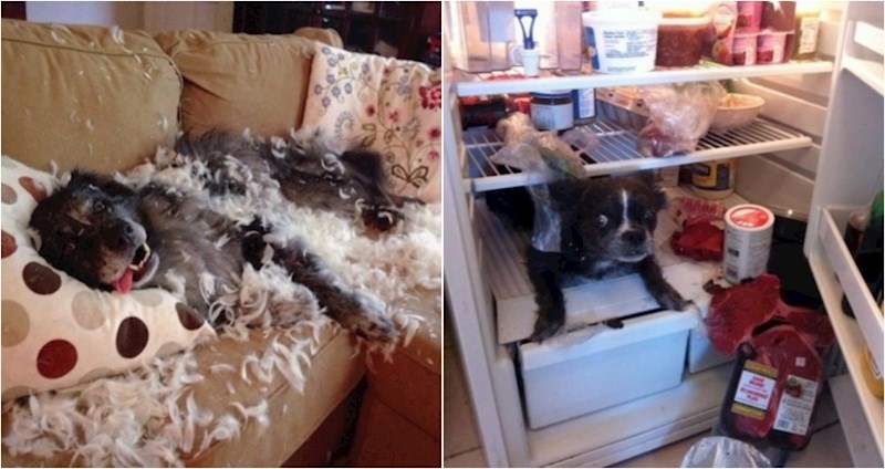 20 zločestih kućnih ljubimaca koje su vlasnici uhvatili usred nestašluka