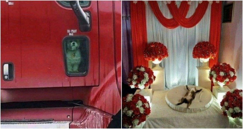 20+ smiješnih i simpatičnih fotki životinja koje će vam momentalno popraviti raspoloženje