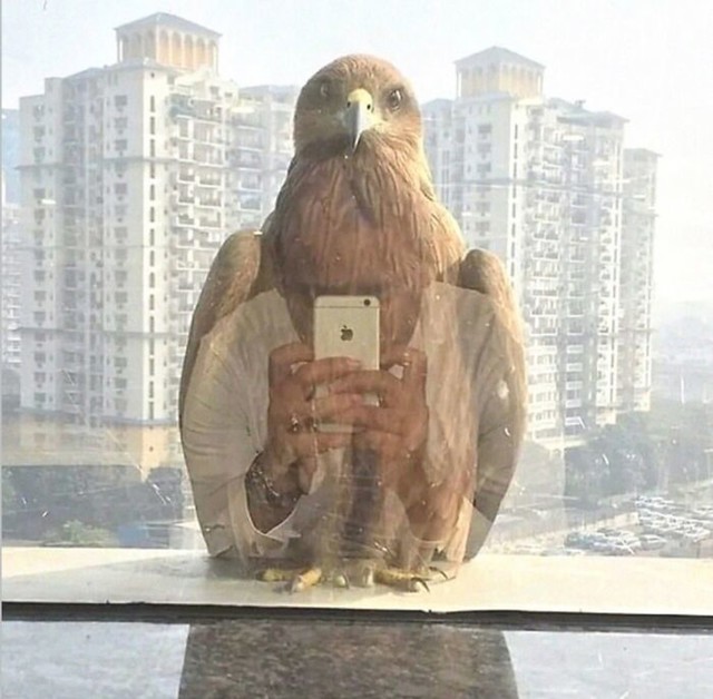 26. Ptica je uspjela snimti savršen selfie?