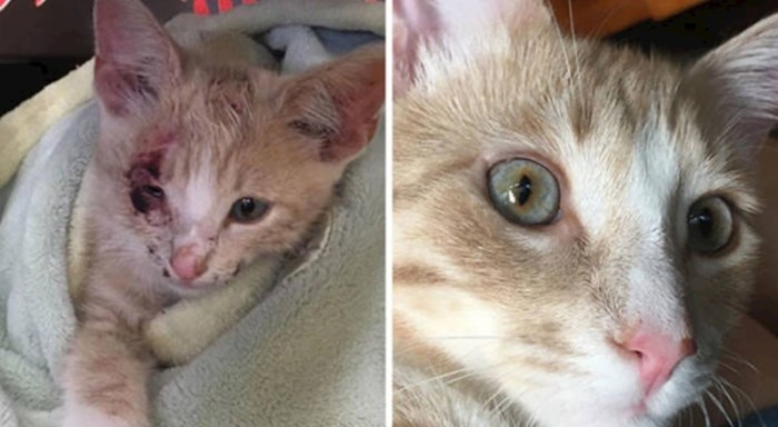 17 vlasnika podijelilo je fotke svojih mačaka prije i nakon udomljenja, promjene su baš diljive
