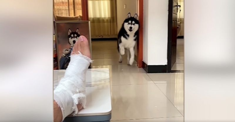 Vlasnik je ozlijedio nogu, reakcija njegovih pasa apsolutno je nešto najbolje što ćete danas vidjeti