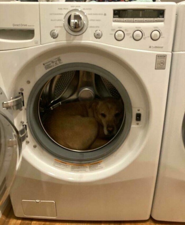 13. Skužio je da mora kod veterinara pa se sakrio u mašinu
