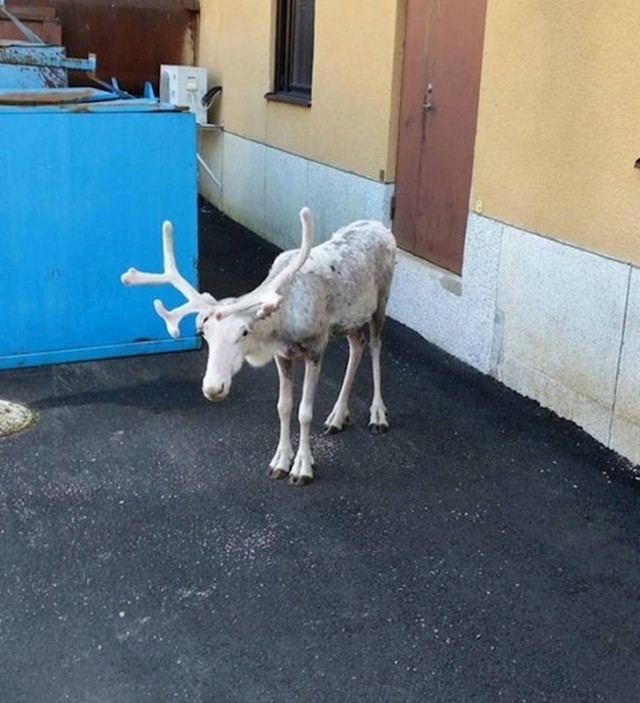 Zalutao je u grad