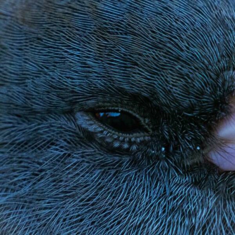 14. Jeste li znali da su ptičje trepavice zapravo sićušna pera? 😍