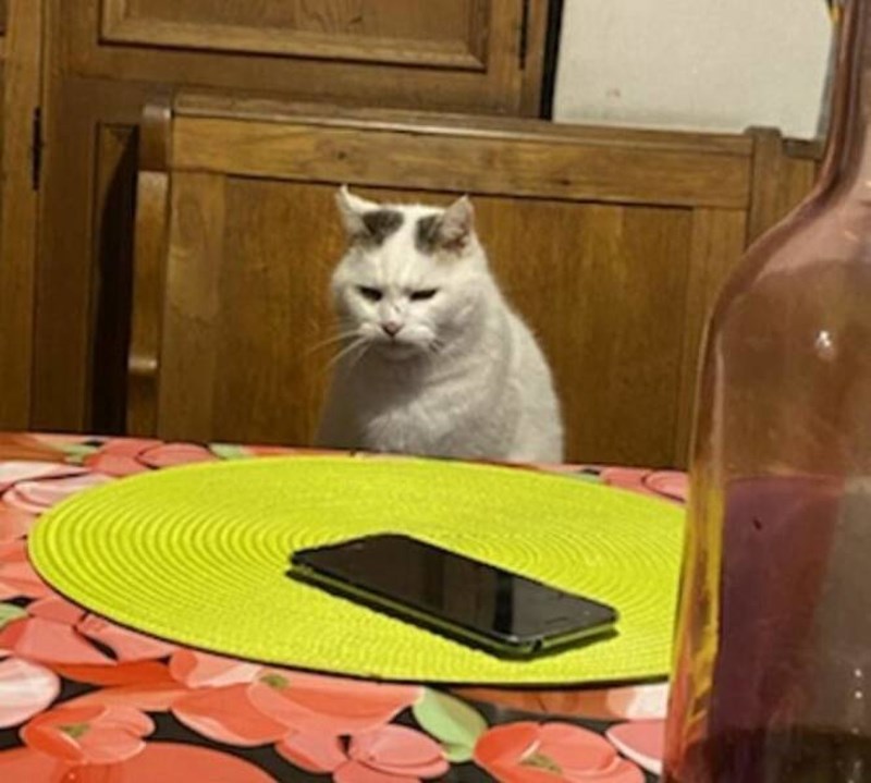 1. Ovo je mačak moga djeda. Ne grebe i ne grize, samo vas osuđuje.