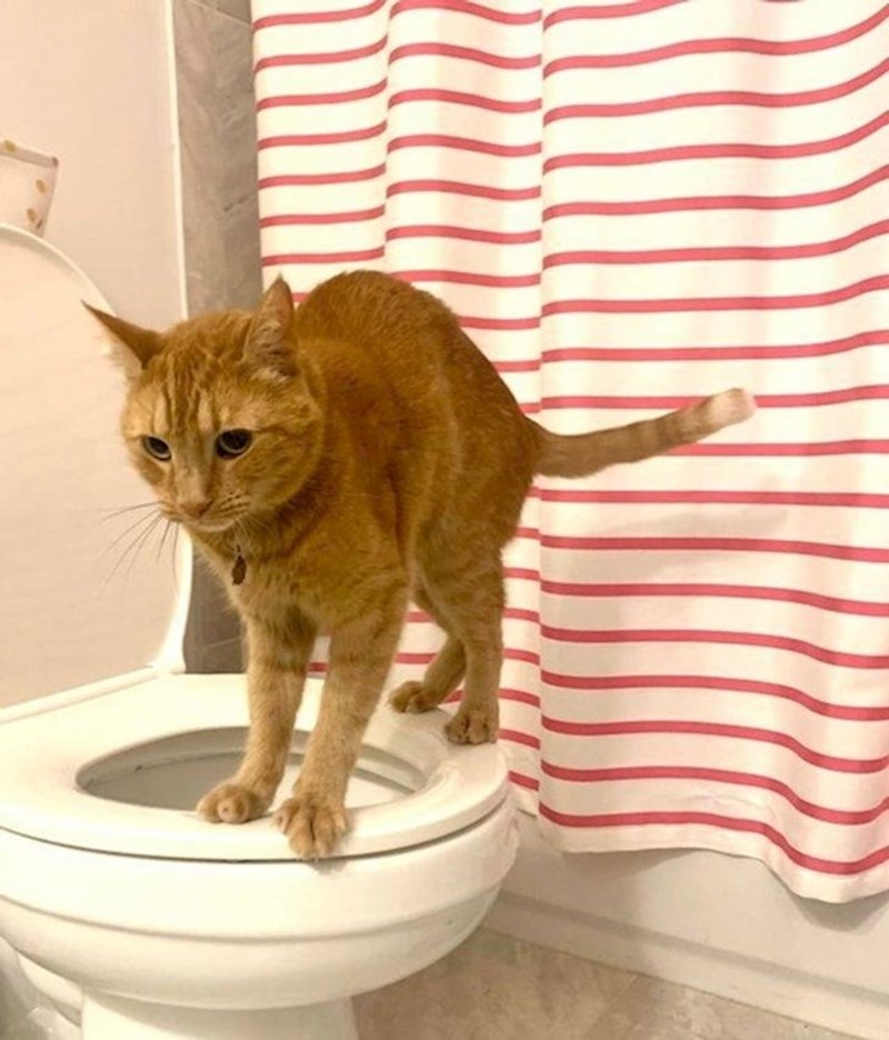 2. "Prije će moja mačka naučiti kako koristiti wc, a da ne ostavi tragove za sobom, nego moj sin tinejdžer."