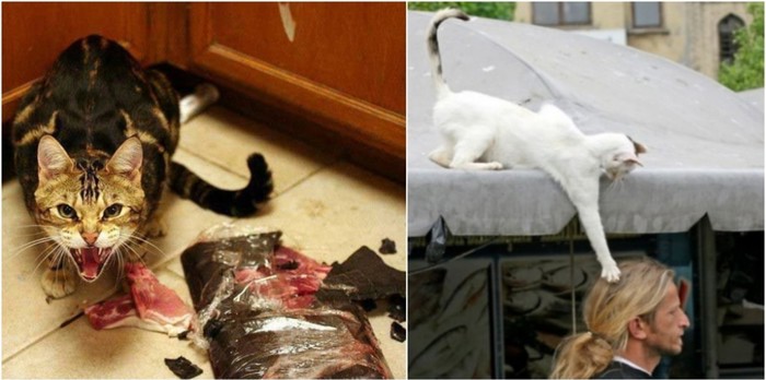 19 fotki koje dokazuju da su mačke potpuni psihopati