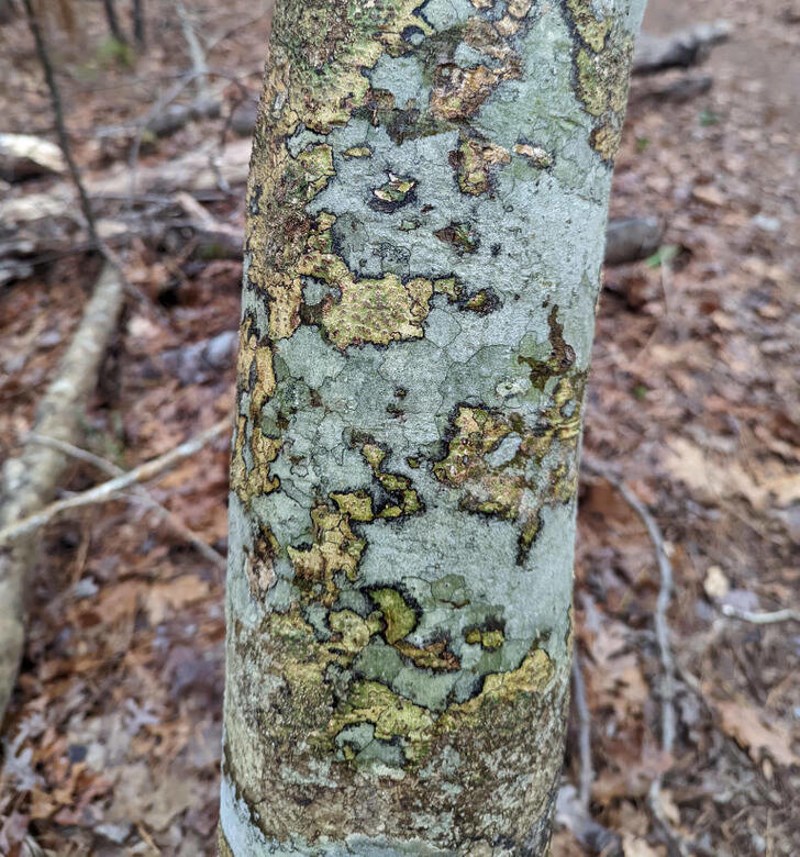 5. Stablo izgleda kao mapa