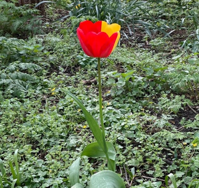 11. Dvobojni tulipan