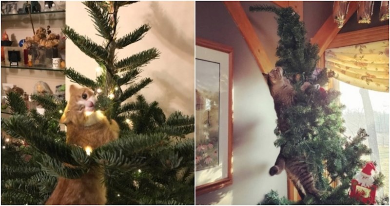 19 fotki koje dokazuju da mačke i božićna drvca nisu baš sretna kombinacija