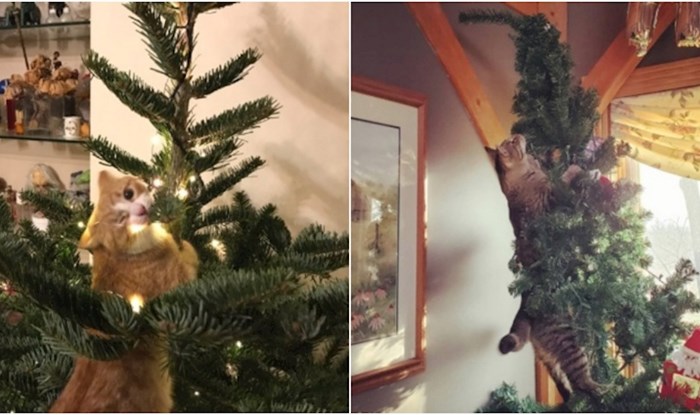 19 fotki koje dokazuju da mačke i božićna drvca nisu baš sretna kombinacija