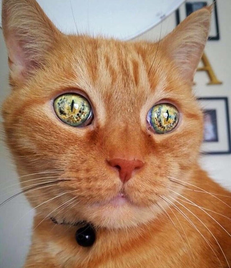 18. Moja maca ima 23 godine i čitav jedan svemir u očima