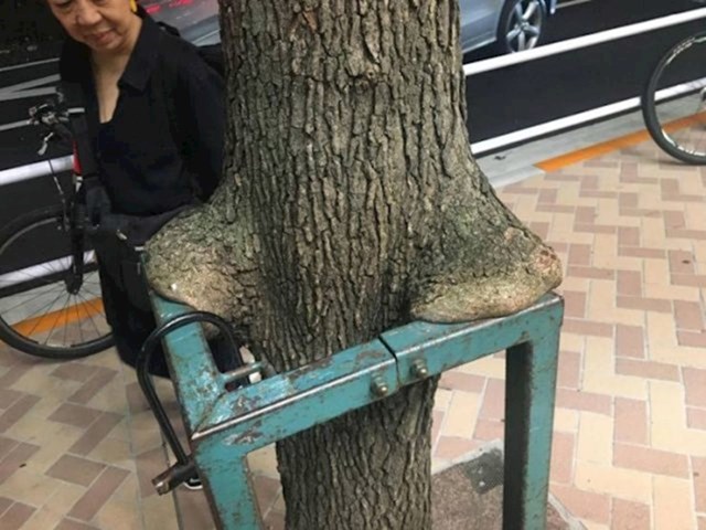 8. Stablo u Japanu koje izgleda kao da malo odmara