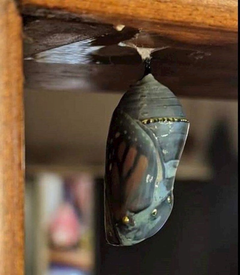 8. Gusjenica je pronašla svoj put u našu kuću.