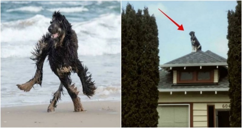 20+ smiješnih slika pasa koji imaju jako, jako čudne navike