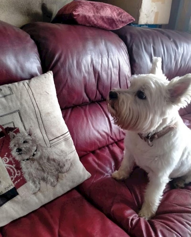 12. "Pronašli smo psa koji izgleda kao pas na jastuku kod moje bake."