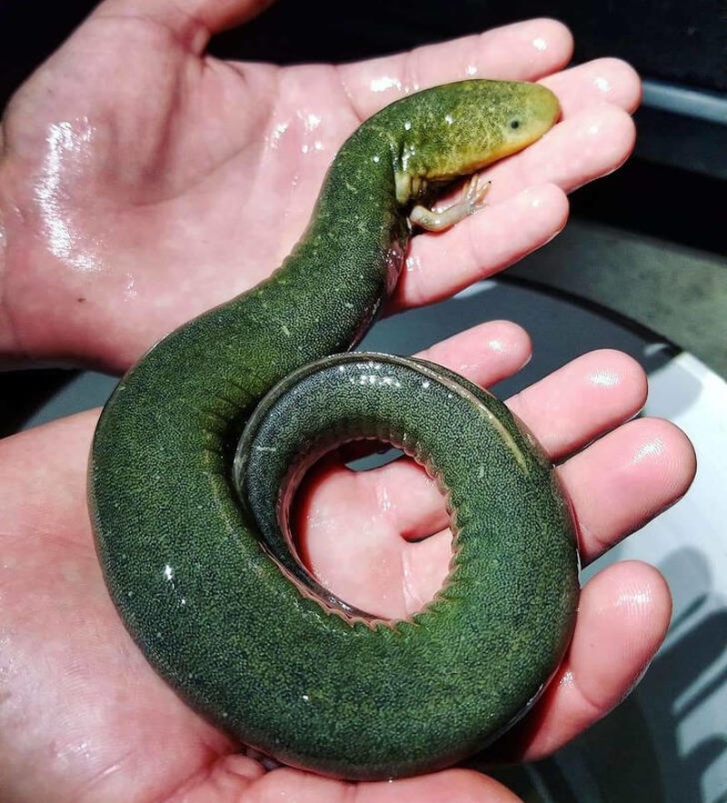 9. “Prijatelj me nazvao zbog čudnovatog daždevnjaka kojeg su pronašli dok su čistili jarak. Premjestio sam ga.”