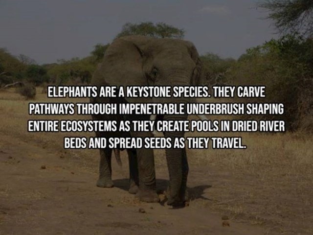 6. Slonovi su vrste koje jako utječu na okoliš - stvaraju si puteve, stvaraju bazene u osušenim koritima rijeka, šire sjemenke dok putuju...