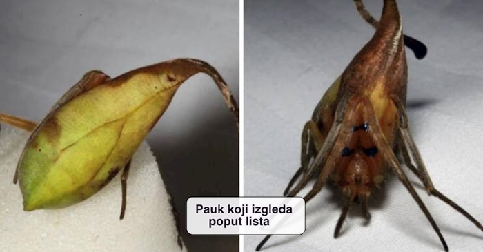 19 nasumičnih fotki kojima je zajedničko samo to da su posve impresivne