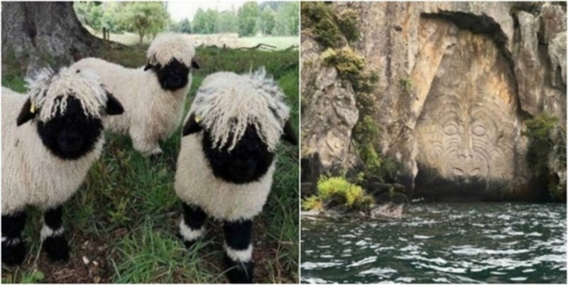 15 upečatljivih prizora koje nećete vidjeti nigdje drugdje na svijetu osim na Novom Zelandu