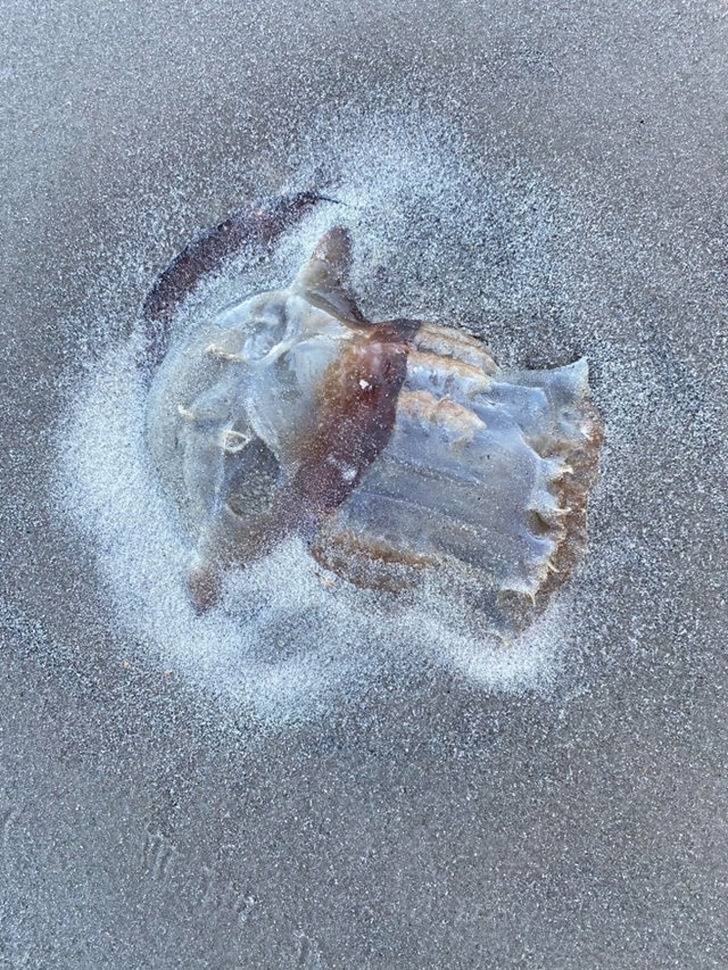 14. Meduza koja izgleda kao Baby Yoda