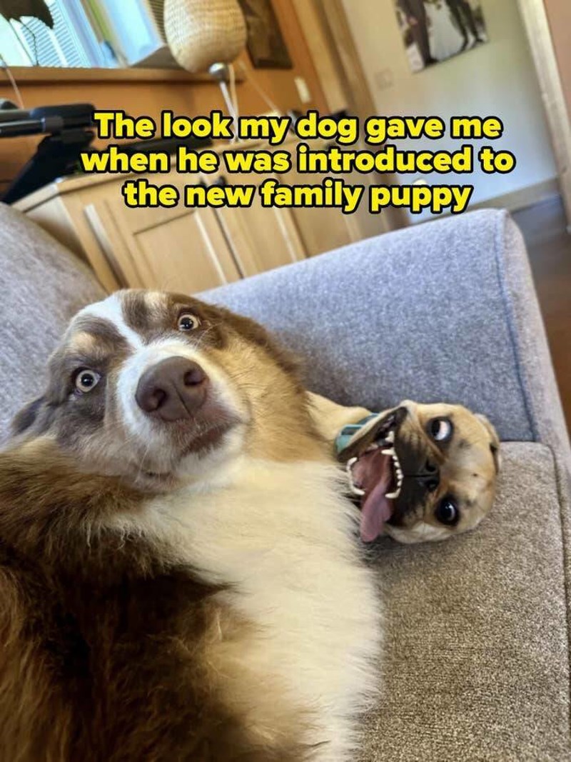 2. Pogled koji mi je moj pas uputio nakon što smo mu predstavili novog člana obitelji