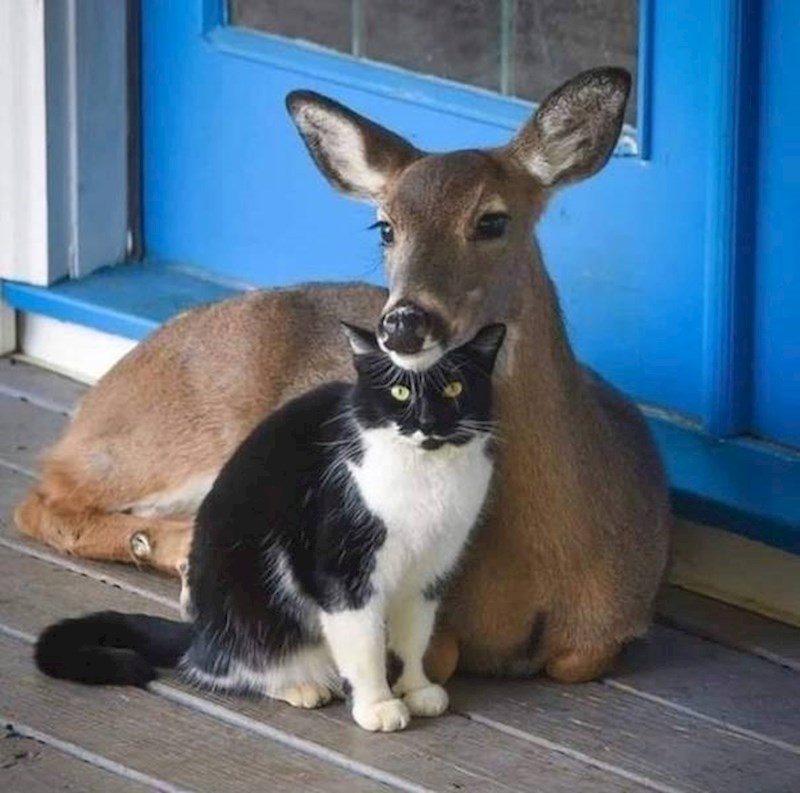 3. Najbolji frendovi sa sela