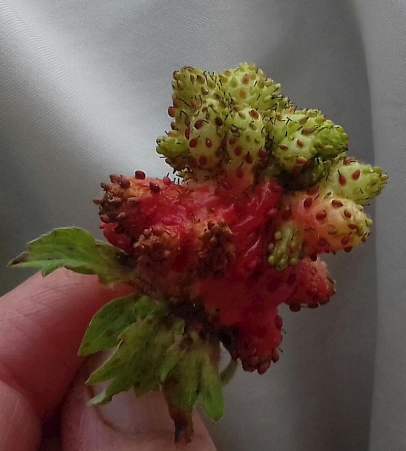 4. Jagoda s jako čudnom mutacijom