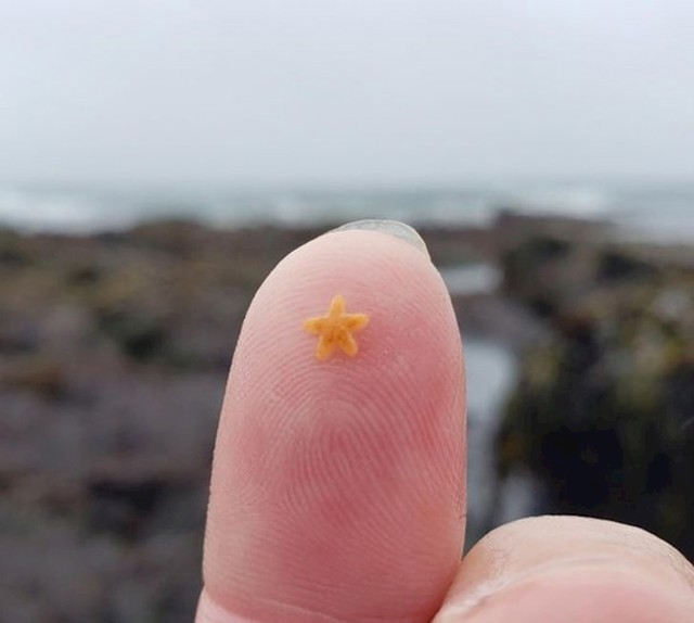 Pogledajte što je našla na plaži!