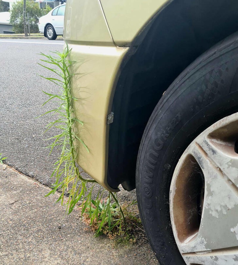 Zamislite koliko je dugo ovaj auto parkiran