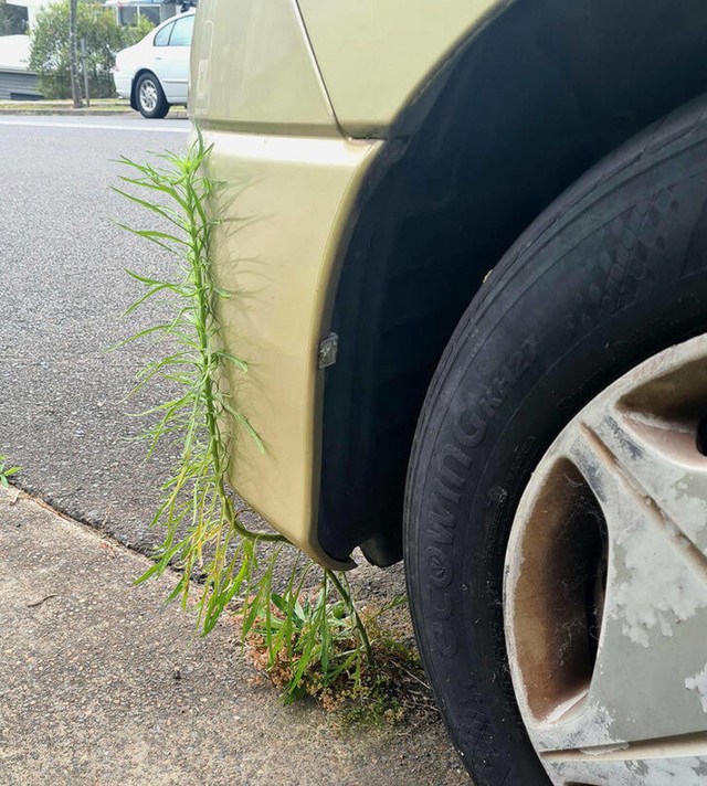 Zamislite koliko je dugo ovaj auto parkiran