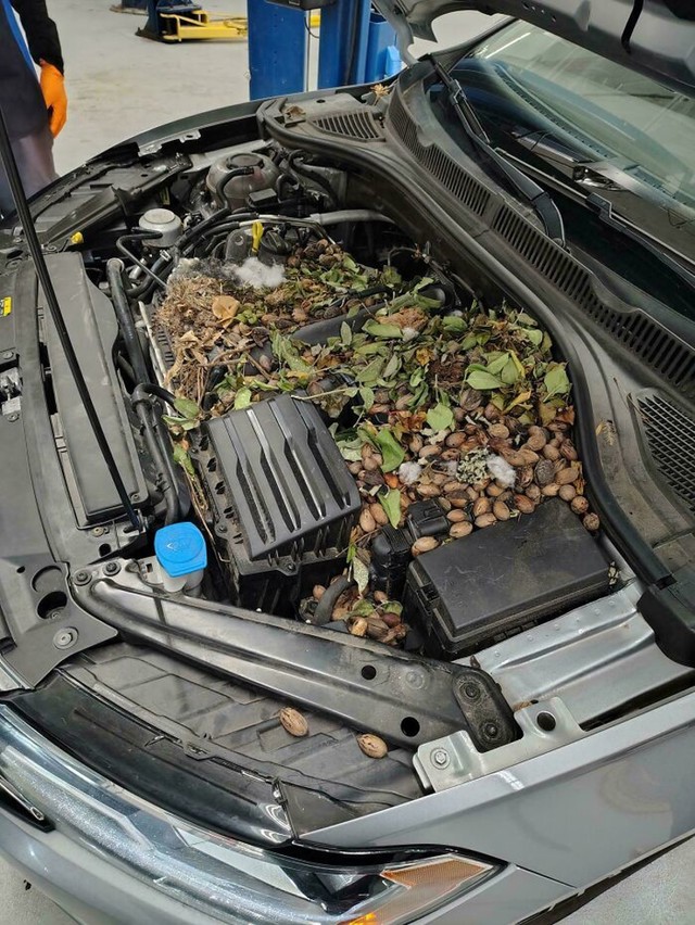 6. Zaliha lješnjaka u motoru